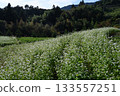 Buckwheat field 1 (Wakimachi, Mima City, Tokushima Prefecture) 133557251