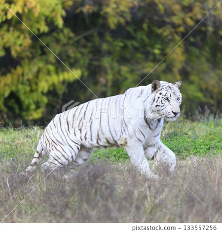 White Tiger White Tiger 133557256