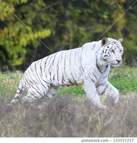 White Tiger White Tiger 133557257