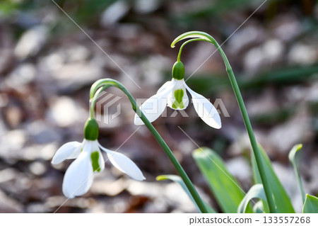 Snowdrop Snowdrop Snowdrop Snowdrop 133557268