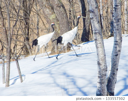 丹頂鶴 北海道 3 133557302