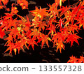 Autumn leaves illuminated by sunlight filtering through the trees (afr20251112115344) 133557328