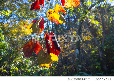 Autumn leaves of Sarunashi Autumn leaves of Sarunashi 133557374
