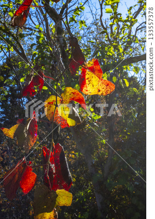 Autumn leaves of Sarunashi Autumn leaves of Sarunashi 133557378