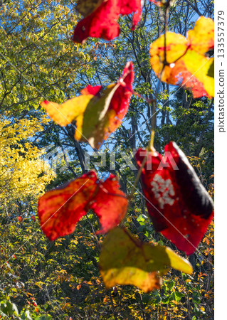 Autumn leaves of Sarunashi Autumn leaves of Sarunashi 133557379