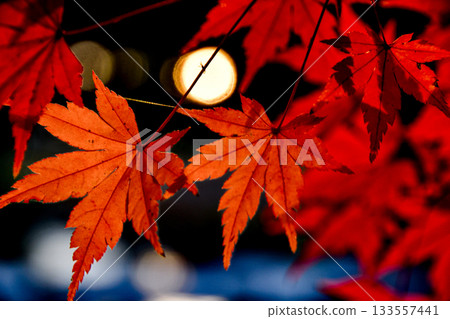 Maple leaves shining in the sunlight filtering through the trees Maple leaves shining in the sunlight filtering through the trees 133557441