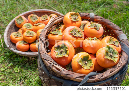 Oyster harvest 133557501