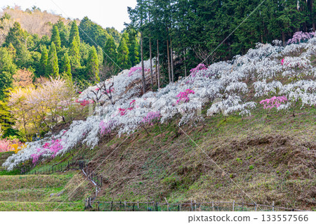 Meowing Hanamachi no Sato 133557566