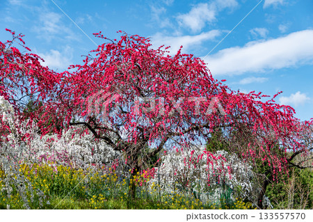 Meowing Hanamachi no Sato 133557570