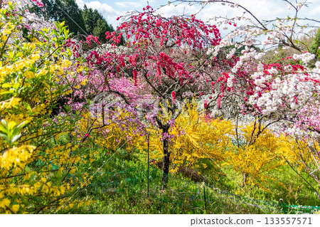 Meowing Hanamachi no Sato 133557571