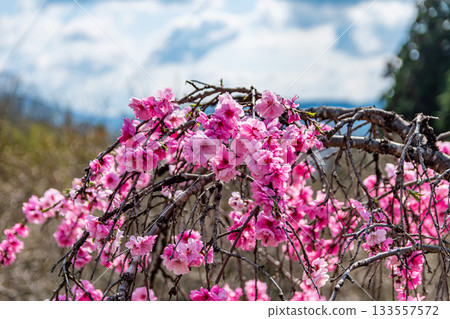 Meowing Hanamachi no Sato 133557572