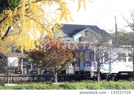 Great Ginkgo at Abiki Station on the Hojo Railway (Kasai City, Hyogo Prefecture) 133557720