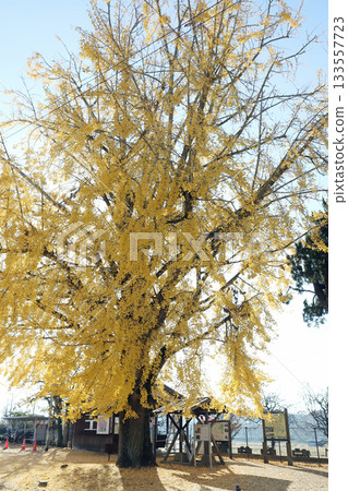 Great Ginkgo at Abiki Station on the Hojo Railway (Kasai City, Hyogo Prefecture) Great Ginkgo at Abiki Station on the Hojo Railway (Kasai City, Hyogo Prefecture) 133557723