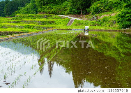 250531 Stone-walled rice fields in Yuehigashi 133557946