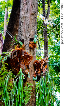 A beautiful photo of a staghorn fern (Platycerium bifurcatum) growing wild on a tree. 133557980