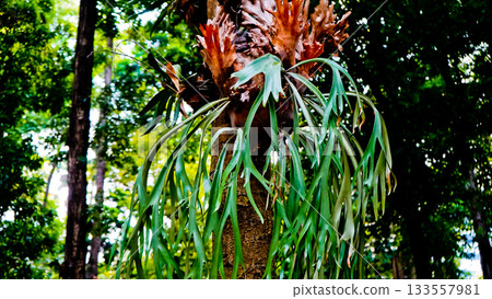 A beautiful photo of a staghorn fern (Platycerium bifurcatum) growing wild on a tree. 133557981