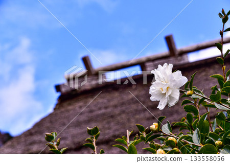 Thatched roofs in Miyama adorned with camellia flowers Thatched roofs in Miyama adorned with camellia flowers 133558056