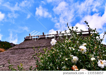 Thatched roofs and camellia flowers Thatched roofs and camellia flowers 133558057