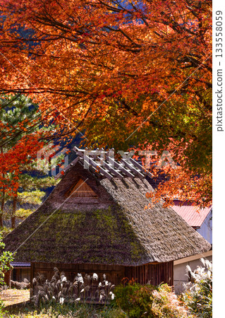 Thatched roof house covered in autumn leaves 133558059