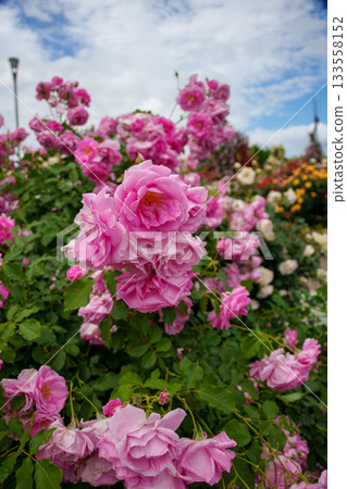 250604 一座木公園 133558152