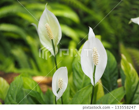 迷你白掌 迷你白掌 133558247