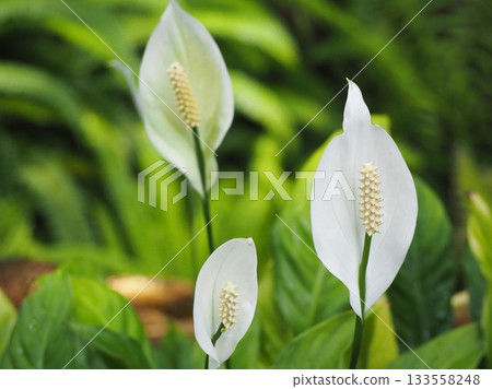 迷你白掌 迷你白掌 133558248