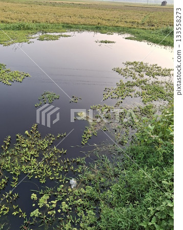 Serene pond covered in lush green aquatic plants Serene pond covered in lush green aquatic plants 133558273