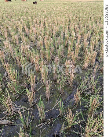 Vast agricultural field under a softly lit sky 133558368