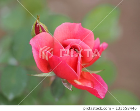 Lilac rose Aoi 133558446