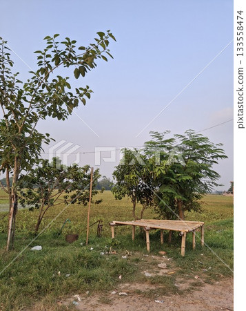 Rural landscape with wooden platform and distant trees Rural landscape with wooden platform and distant trees 133558474