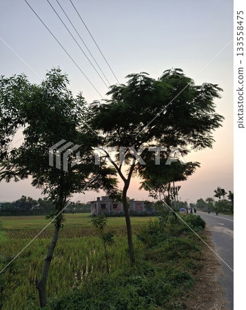 Silhouettes of trees against a sunset sky with power lines 133558475