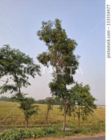 Two trees stand tall against a field under a clear blue sky Two trees stand tall against a field under a clear blue sky 133558477