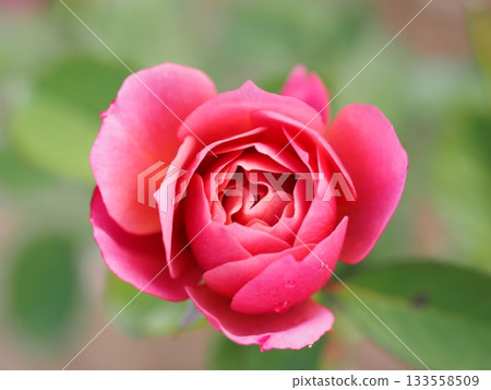 紫丁香玫瑰葵 133558509