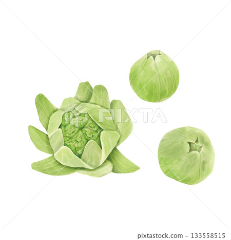 一組寫實的水彩風格蜂斗菜幼苗,手繪 一組寫實的水彩風格蜂斗菜幼苗,手繪 133558515
