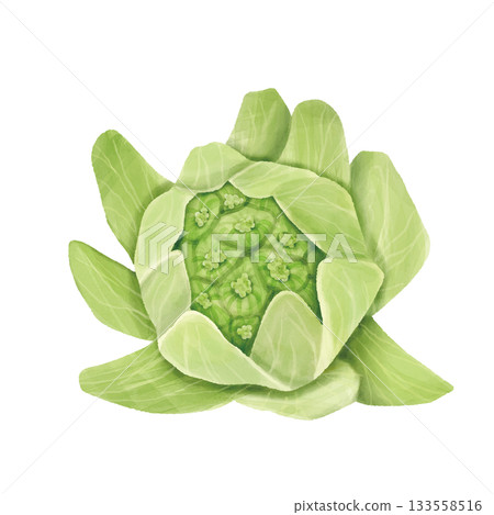 水彩風格寫實款蜂斗菜芽，手繪 133558516