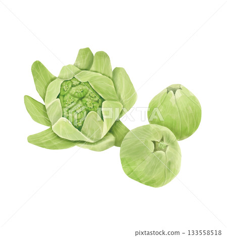 一組寫實的水彩風格蜂斗菜幼苗,手繪 一組寫實的水彩風格蜂斗菜幼苗,手繪 133558518