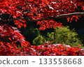 Autumn leaves (maple) 1 (Mannou Town, Nakatado District, Kagawa Prefecture) 133558668