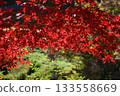 Autumn leaves (maple) 2 (Mannou Town, Nakatado District, Kagawa Prefecture) 133558669