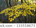 Yellow leaves of Shiromoji 1 (Okawayama, Mannou Town, Nakatado District, Kagawa Prefecture) 133558673