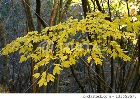 黃葉的白字1（香川縣中多戶郡滿濃町大川山） 133558673