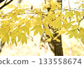 Yellow leaves of Shiromoji 2 (Okawayama, Mannou Town, Nakatado District, Kagawa Prefecture) 133558674