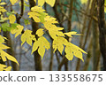 Yellow leaves of Shiromoji 3 (Okawayama, Mannou Town, Nakatado District, Kagawa Prefecture) 133558675