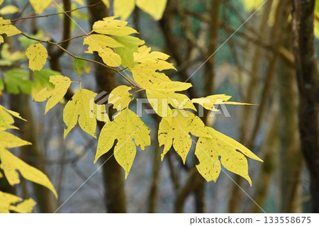 Yellow leaves of Shiromoji 3 (Okawayama, Mannou Town, Nakatado District, Kagawa Prefecture) 133558675