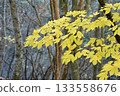 Yellow leaves of Shiromoji 4 (Okawayama, Mannou Town, Nakatado District, Kagawa Prefecture) 133558676