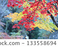 A combination of red and yellow leaves 2 (Mikado Valley, Manno Town, Nakatado District, Kagawa Prefecture) 133558694