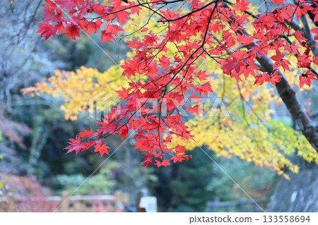 A combination of red and yellow leaves 2 (Mikado Valley, Manno Town, Nakatado District, Kagawa Prefecture) 133558694