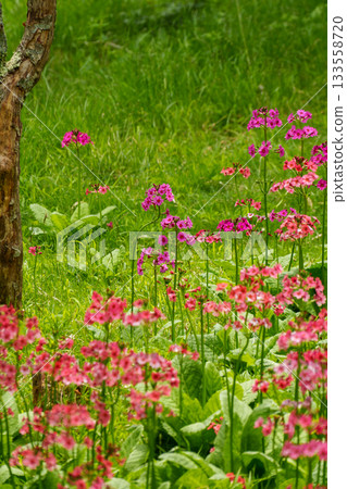 250606 入笠山徒步 250606 入笠山徒步 133558720