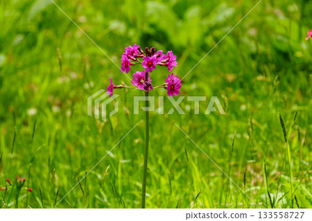 250606 Trekking at Mount Nyukasa 250606 Trekking at Mount Nyukasa 133558727