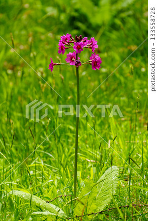 250606 Trekking at Mount Nyukasa 133558728