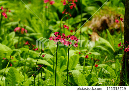 250606 Trekking at Mount Nyukasa 133558729